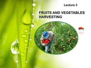 Lecture 3
FRUITS AND VEGETABLES
HARVESTING
 