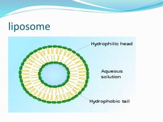 liposome
 