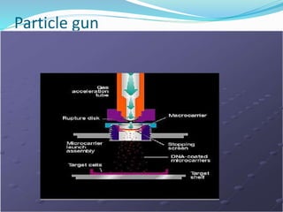 Particle gun
 