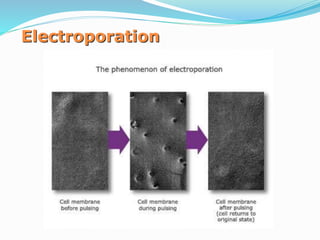 Electroporation
 