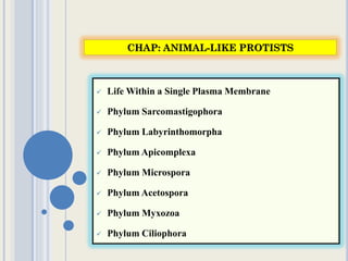 CHAP: ANIMAL-LIKE PROTISTS
 Life Within a Single Plasma Membrane
 Phylum Sarcomastigophora
 Phylum Labyrinthomorpha
 Phylum Apicomplexa
 Phylum Microspora
 Phylum Acetospora
 Phylum Myxozoa
 Phylum Ciliophora
 