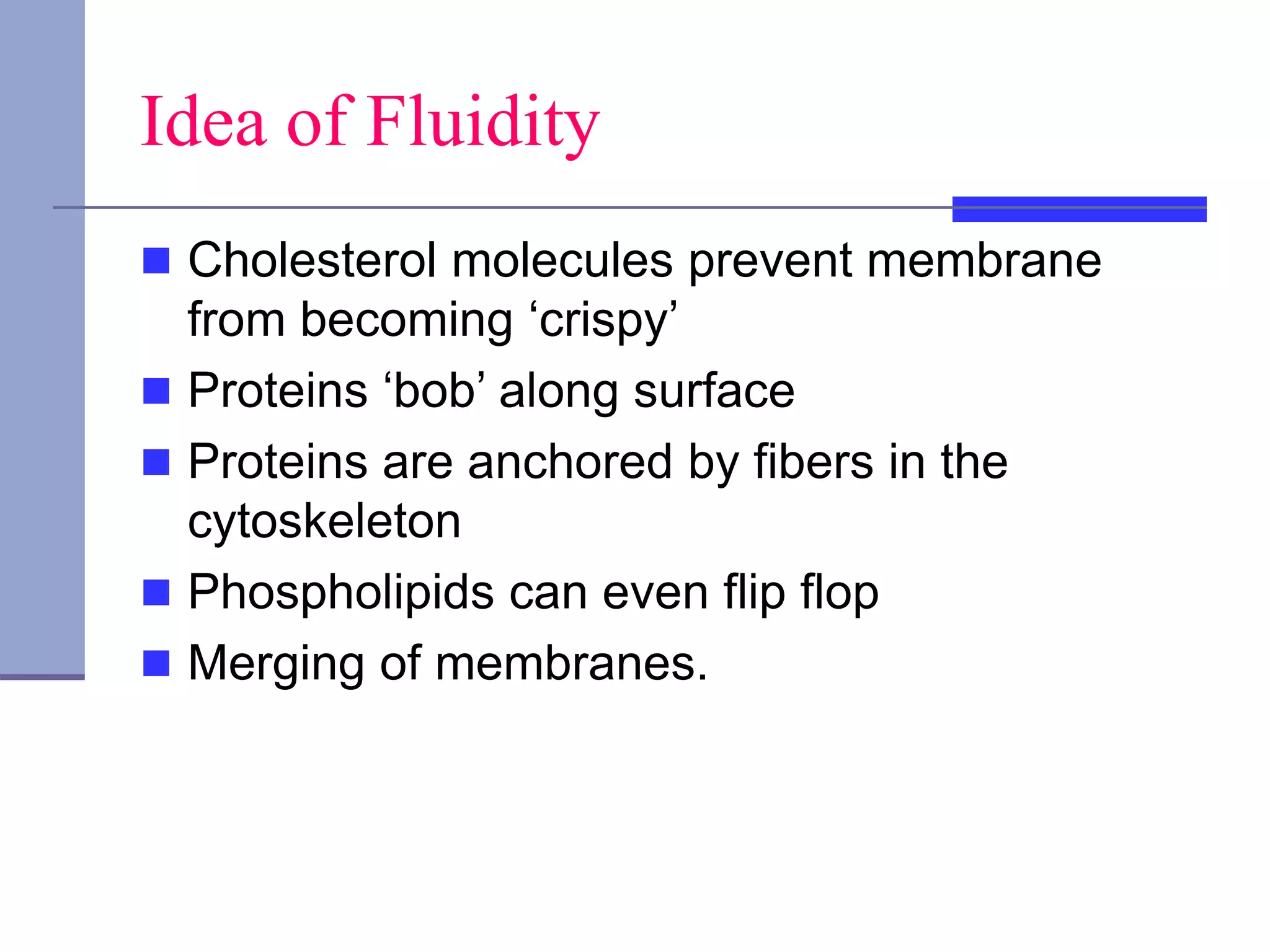 Idea of Fluidity
 Cholesterol molecules prevent membrane
from becoming ‘crispy’
 Proteins ‘bob’ along surface
 Proteins are anchored by fibers in the
cytoskeleton
 Phospholipids can even flip flop
 Merging of membranes.
 