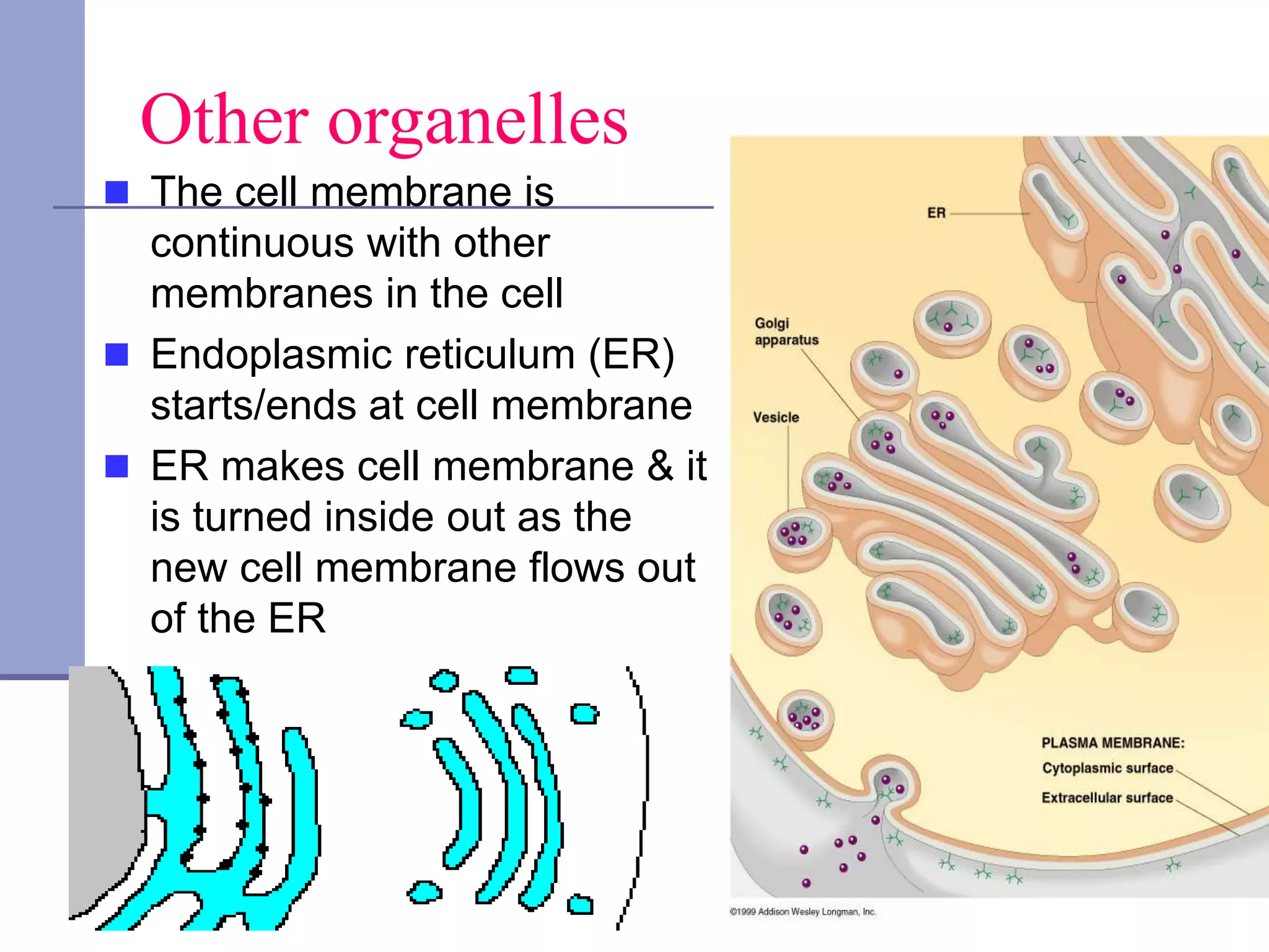 Other organelles
 The cell membrane is
continuous with other
membranes in the cell
 Endoplasmic reticulum (ER)
starts/ends at cell membrane
 ER makes cell membrane & it
is turned inside out as the
new cell membrane flows out
of the ER
 