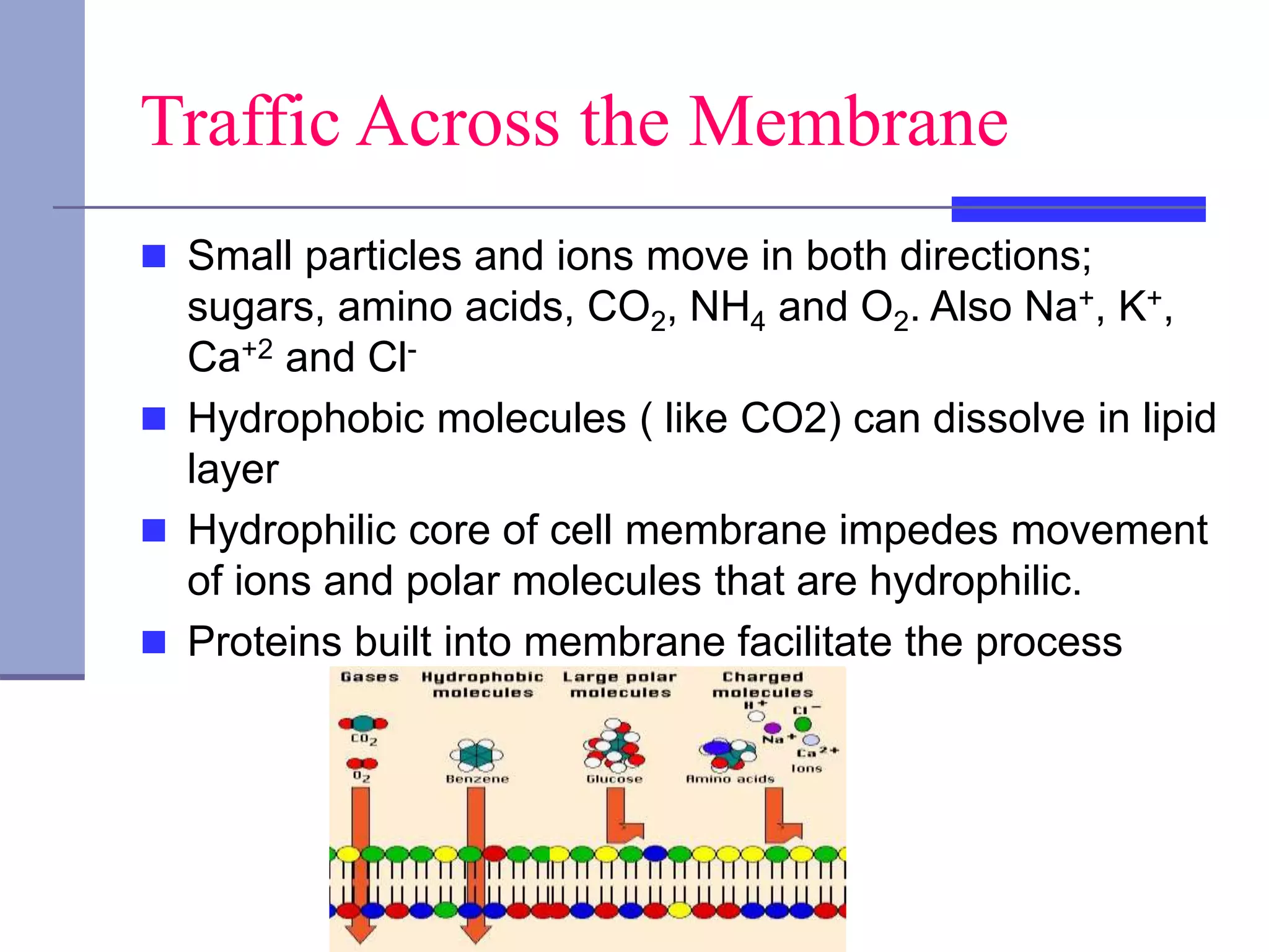 Traffic Across the Membrane
 Small particles and ions move in both directions;
sugars, amino acids, CO2, NH4 and O2. Also Na+, K+,
Ca+2 and Cl-
 Hydrophobic molecules ( like CO2) can dissolve in lipid
layer
 Hydrophilic core of cell membrane impedes movement
of ions and polar molecules that are hydrophilic.
 Proteins built into membrane facilitate the process
 