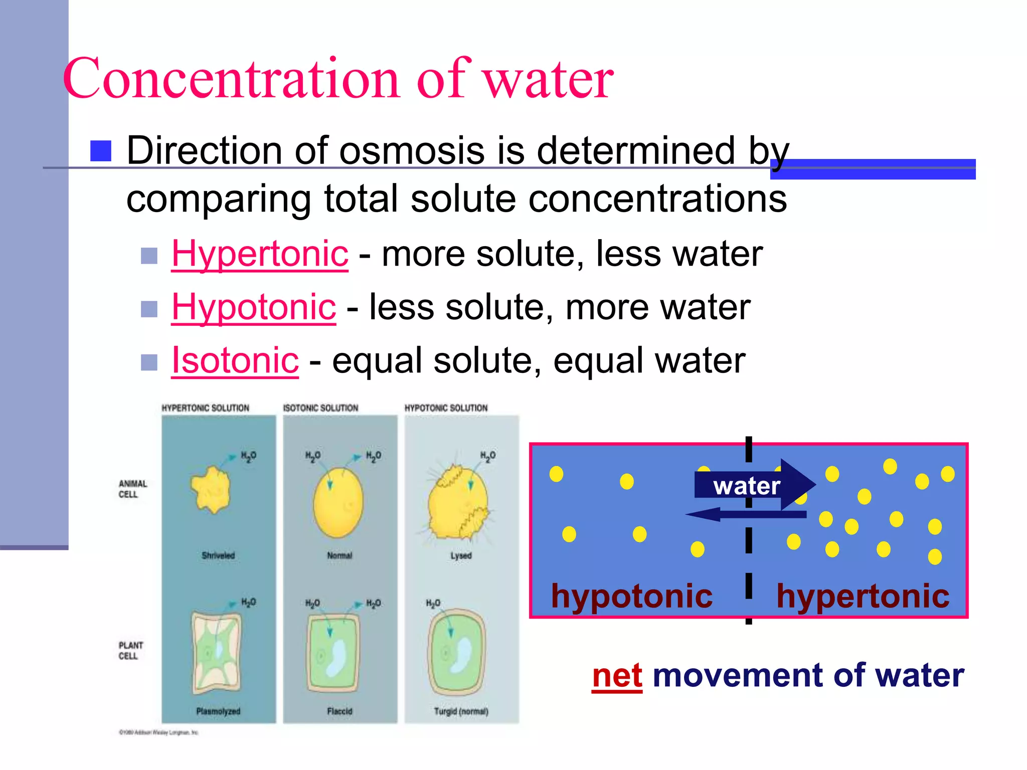 Concentration of water
 Direction of osmosis is determined by
comparing total solute concentrations
 Hypertonic - more solute, less water
 Hypotonic - less solute, more water
 Isotonic - equal solute, equal water
hypotonic hypertonic
water
net movement of water
 