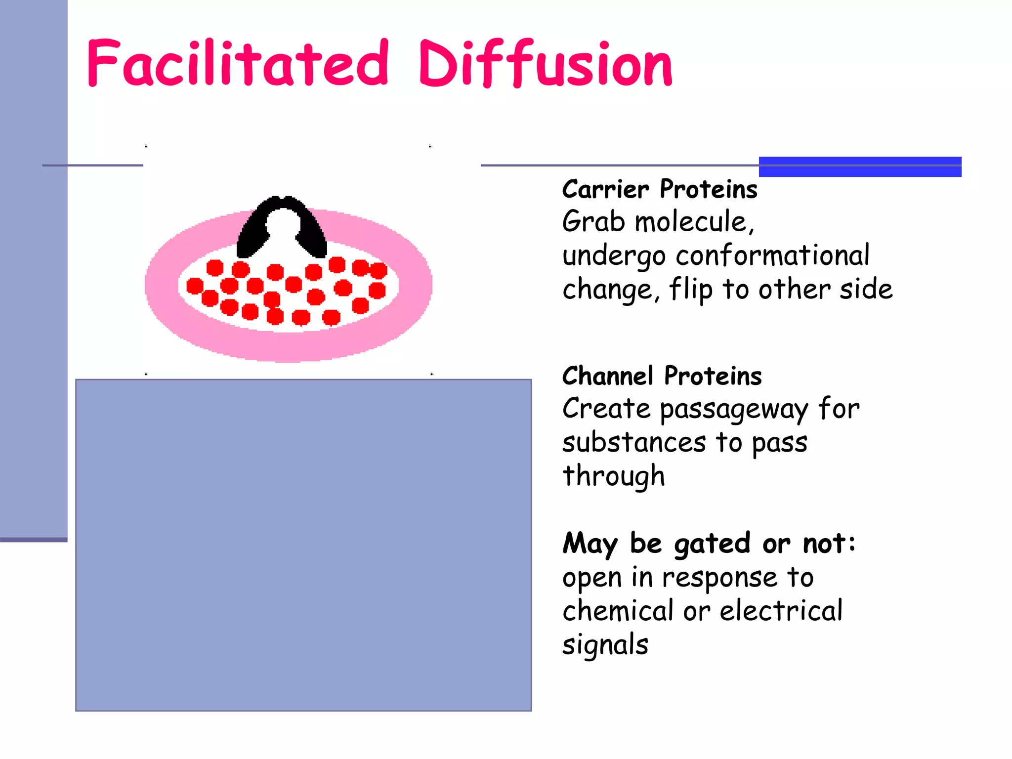 Facilitated Diffusion
Carrier Proteins
Grab molecule,
undergo conformational
change, flip to other side
Channel Proteins
Create passageway for
substances to pass
through
May be gated or not:
open in response to
chemical or electrical
signals
 