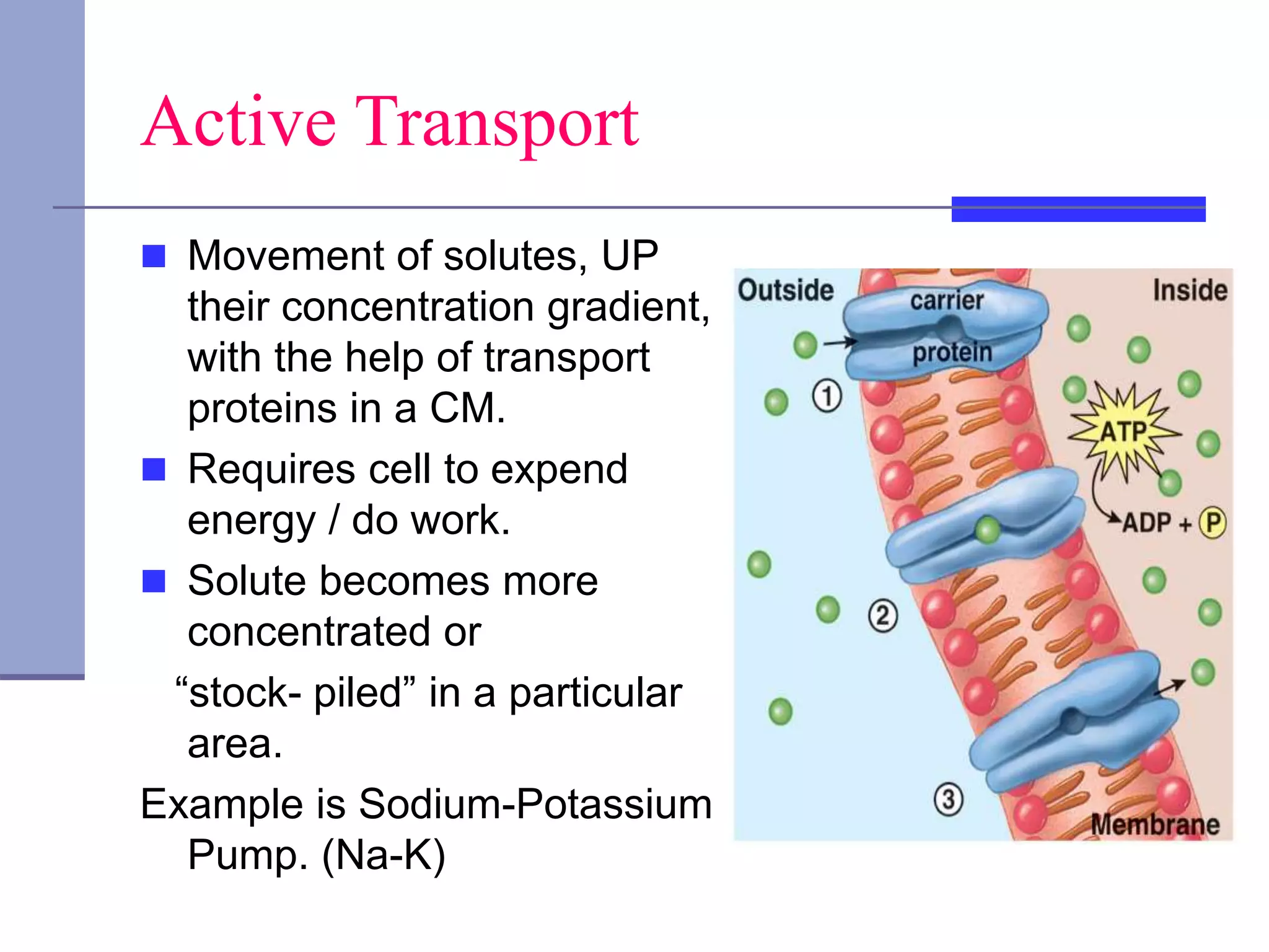 Active Transport
 Movement of solutes, UP
their concentration gradient,
with the help of transport
proteins in a CM.
 Requires cell to expend
energy / do work.
 Solute becomes more
concentrated or
“stock- piled” in a particular
area.
Example is Sodium-Potassium
Pump. (Na-K)
 