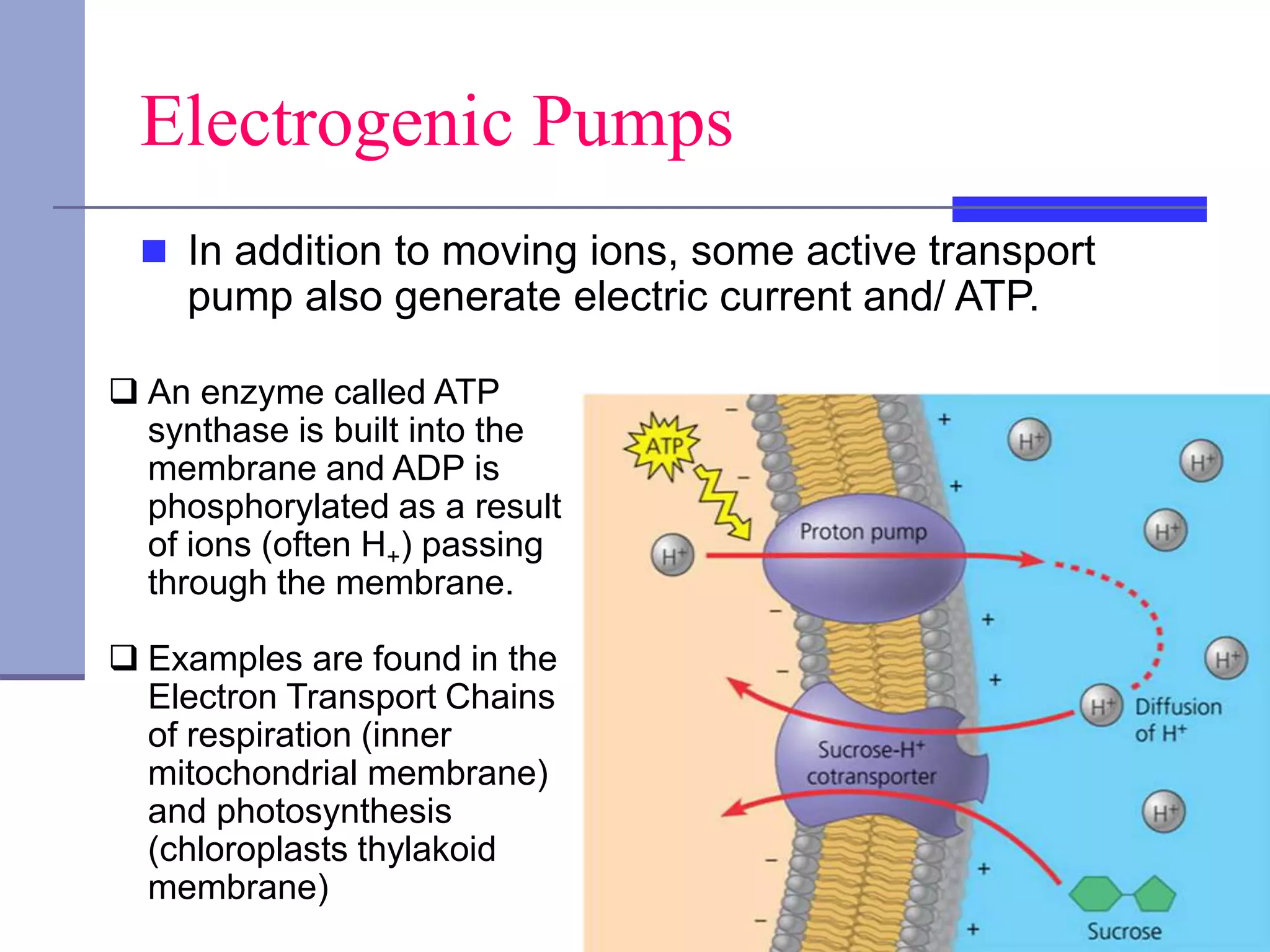 Electrogenic Pumps
 In addition to moving ions, some active transport
pump also generate electric current and/ ATP.
 An enzyme called ATP
synthase is built into the
membrane and ADP is
phosphorylated as a result
of ions (often H+) passing
through the membrane.
 Examples are found in the
Electron Transport Chains
of respiration (inner
mitochondrial membrane)
and photosynthesis
(chloroplasts thylakoid
membrane)
 