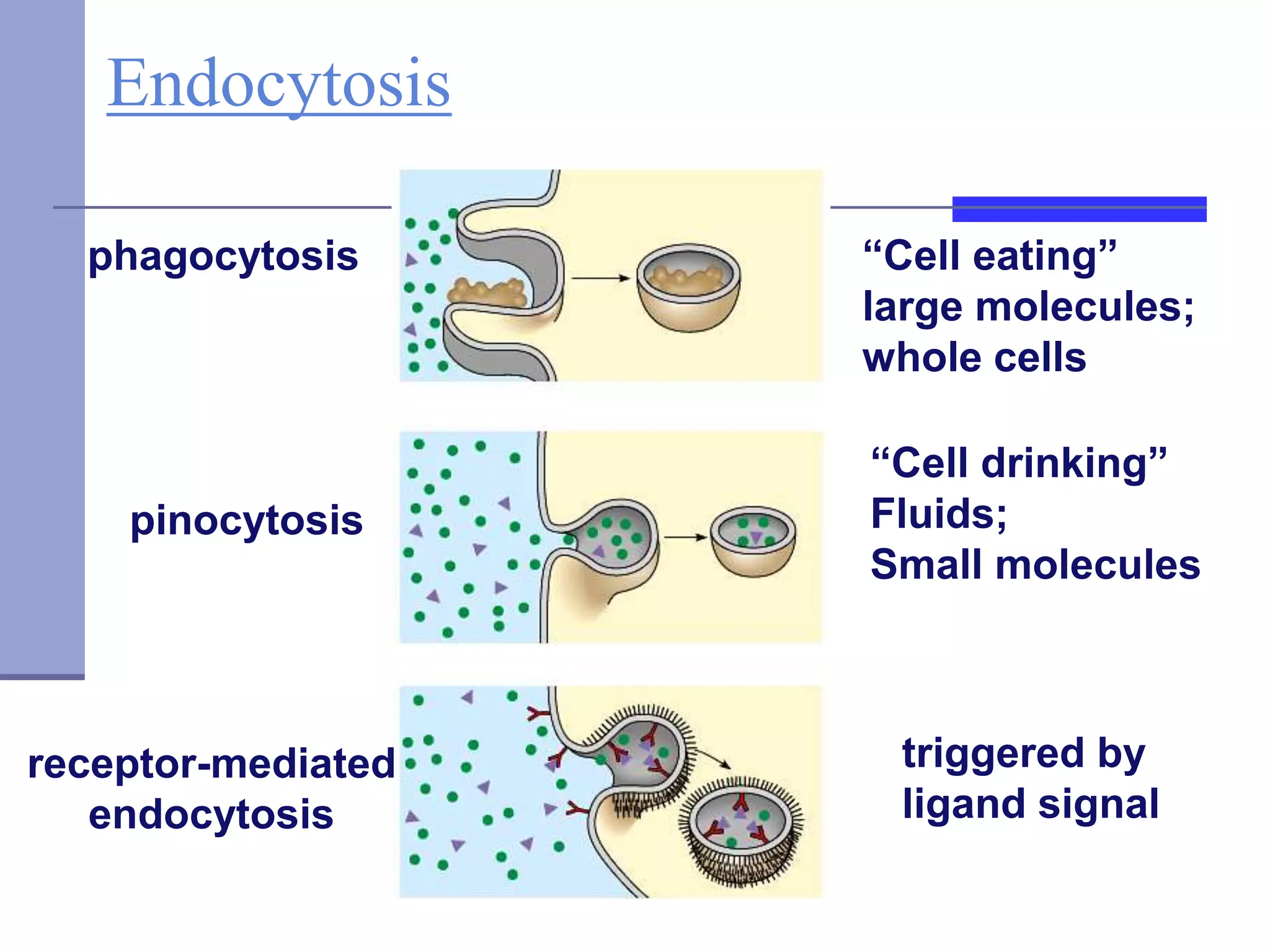 Endocytosis
phagocytosis
pinocytosis
receptor-mediated
endocytosis
“Cell eating”
large molecules;
whole cells
“Cell drinking”
Fluids;
Small molecules
triggered by
ligand signal
 