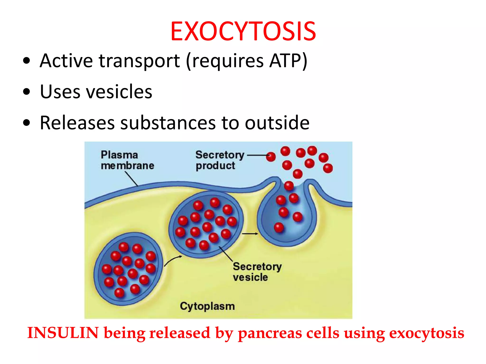 EXOCYTOSIS
• Active transport (requires ATP)
• Uses vesicles
• Releases substances to outside
INSULIN being released by pancreas cells using exocytosis
 