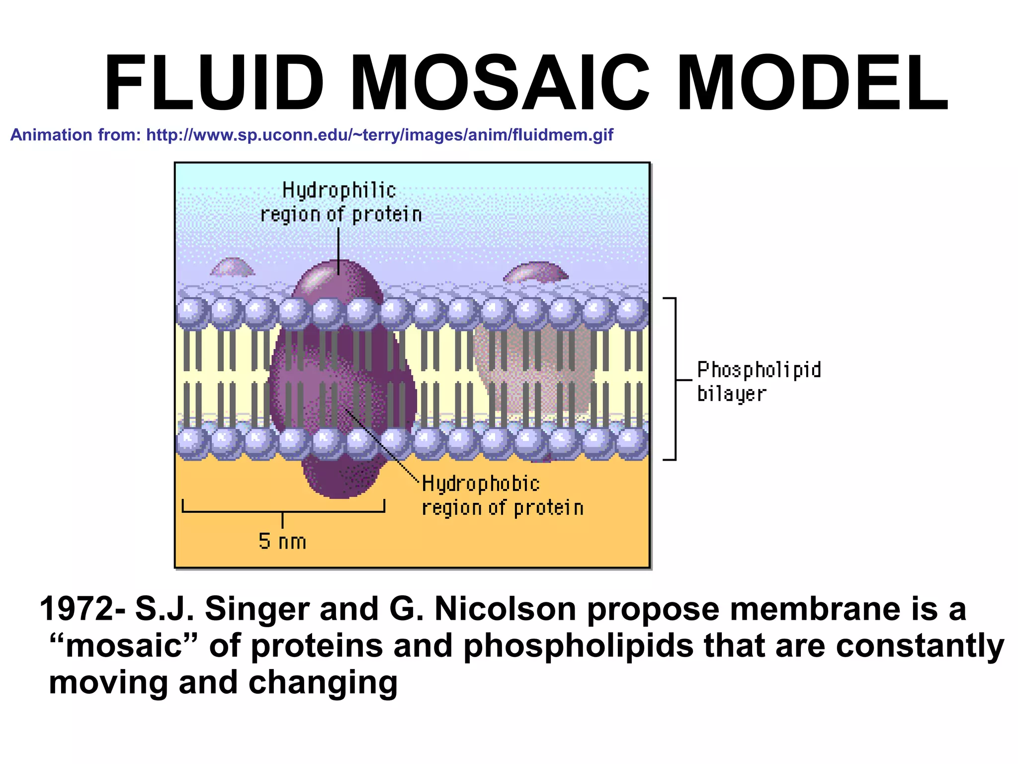FLUID MOSAIC MODEL
1972- S.J. Singer and G. Nicolson propose membrane is a
“mosaic” of proteins and phospholipids that are constantly
moving and changing
Animation from: http://www.sp.uconn.edu/~terry/images/anim/fluidmem.gif
 