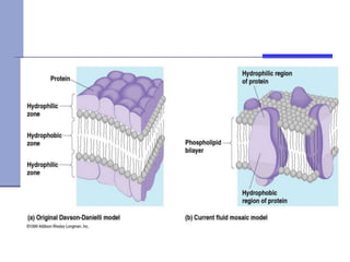 Cell Membrane Structure and Function.ppt