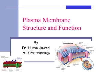 Plasma Membrane
Structure and Function
By
Dr. Huma Jawed
Ph.D Pharmacology
 