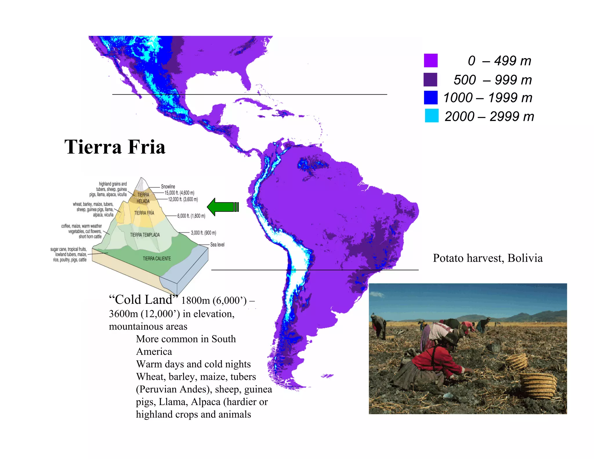 0 – 499 m
                                             500 – 999 m
                                            1000 – 1999 m
                                            2000 – 2999 m

Tierra Fria




                                           Potato harvest, Bolivia


    “Cold Land” 1800m (6,000’) –
    3600m (12,000’) in elevation,
    mountainous areas
         More common in South
         America
         Warm days and cold nights
         Wheat, barley, maize, tubers
         (Peruvian Andes), sheep, guinea
         pigs, Llama, Alpaca (hardier or
         highland crops and animals
 