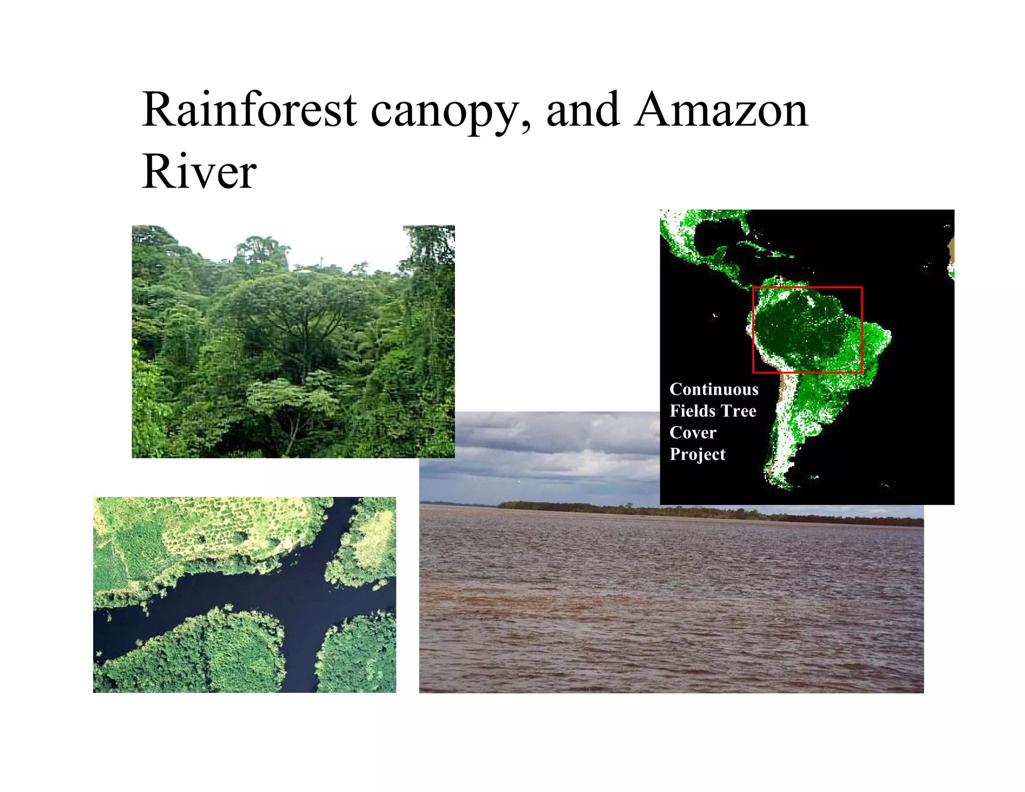 Rainforest canopy, and Amazon
River


                      Continuous
                      Fields Tree
                      Cover
                      Project
 