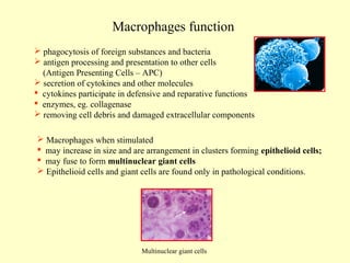 Macrophages function
 phagocytosis of foreign substances and bacteria
 antigen processing and presentation to other cells
(Antigen Presenting Cells – APC)
 secretion of cytokines and other molecules
 cytokines participate in defensive and reparative functions
 enzymes, eg. collagenase
 removing cell debris and damaged extracellular components
 Macrophages when stimulated
 may increase in size and are arrangement in clusters forming epithelioid cells;
 may fuse to form multinuclear giant cells
 Epithelioid cells and giant cells are found only in pathological conditions.

Multinuclear giant cells

 