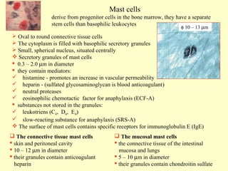 Mast cells
derive from progenitor cells in the bone marrow, they have a separate
stem cells than basophilic leukocytes
φ 10 – 13 µm

 Oval to round connective tissue cells
 The cytoplasm is filled with basophilic secretory granules
 Small, spherical nucleus, situated centrally
 Secretory granules of mast cells
 0.3 – 2.0 µm in diameter
 they contain mediators:
 histamine - promotes an increase in vascular permeability
 heparin - (sulfated glycosaminoglycan is blood anticoagulant)
 neutral proteases
 eosinophilic chemotactic factor for anaphylaxis (ECF-A)
 substances not stored in the granules:
 leukotriens (C4, D4, E4)
 slow-reacting substance for anaphylaxis (SRS-A)
 The surface of mast cells contains specific receptors for immunoglobulin E (IgE)
 The connective tissue mast cells
 skin and peritoneal cavity
 10 – 12 µm in diameter
 their granules contain anticoagulant
heparin

 The mucosal mast cells
 the connective tissue of the intestinal
mucosa and lungs
 5 – 10 µm in diameter
 their granules contain chondroitin sulfate

 