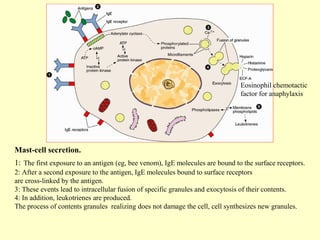 Eosinophil chemotactic
factor for anaphylaxis

Mast-cell secretion.
1: The first exposure to an antigen (eg, bee venom), IgE molecules are bound to the surface receptors.
2: After a second exposure to the antigen, IgE molecules bound to surface receptors
are cross-linked by the antigen.
3: These events lead to intracellular fusion of specific granules and exocytosis of their contents.
4: In addition, leukotrienes are produced.
The process of contents granules realizing does not damage the cell, cell synthesizes new granules.

 