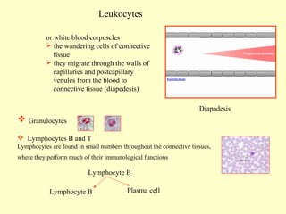 Leukocytes
or white blood corpuscles
 the wandering cells of connective
tissue
 they migrate through the walls of
capillaries and postcapillary
venules from the blood to
connective tissue (diapedesis)
Diapadesis

 Granulocytes
 Lymphocytes B and T
Lymphocytes are found in small numbers throughout the connective tissues,
where they perform much of their immunological functions

Lymphocyte B
Lymphocyte B

Plasma cell

 