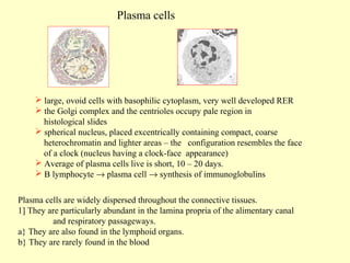 Plasma cells

 large, ovoid cells with basophilic cytoplasm, very well developed RER
 the Golgi complex and the centrioles occupy pale region in
histological slides
 spherical nucleus, placed excentrically containing compact, coarse
heterochromatin and lighter areas – the configuration resembles the face
of a clock (nucleus having a clock-face appearance)
 Average of plasma cells live is short, 10 – 20 days.
 B lymphocyte → plasma cell → synthesis of immunoglobulins
Plasma cells are widely dispersed throughout the connective tissues.
1] They are particularly abundant in the lamina propria of the alimentary canal
and respiratory passageways.
a} They are also found in the lymphoid organs.
b} They are rarely found in the blood

 