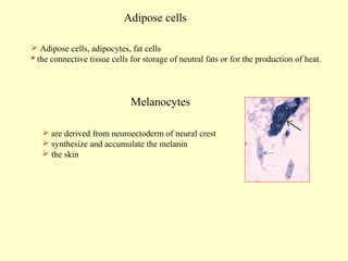 Adipose cells
 Adipose cells, adipocytes, fat cells
 the connective tissue cells for storage of neutral fats or for the production of heat.

Melanocytes
 are derived from neuroectoderm of neural crest
 synthesize and accumulate the melanin
 the skin

 