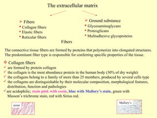 The extracellular matrix
 Ground substance
 Glycosaminoglycans

 Fibers
 Collagen fibers
 Elastic fibers
 Reticular fibers

 Proteoglicans
 Multiadhesive glycoproteins

Fibers

The connective tissue fibers are formed by proteins that polymerize into elongated structures.
The predominant fiber type is responsible for conferring specific properties of the tissue.

 Collagen fibers
 are formed by protein collagen
 the collagen is the most abundance protein in the human body (30% of dry weight)
 the collagens belong to a family of more than 25 members, produced by several cells type
 the collagens are distinguishable by their molecular composition, morphological features,
distribution, function and pathologies
are acidophilic; stain pink with eosin, blue with Mallory’s stain, green with
Masson’s trichrome stain, red with Sirius red.
eosin

Mallory’s

 