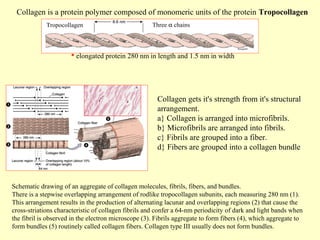Collagen is a protein polymer composed of monomeric units of the protein Tropocollagen
Tropocollagen

Three α chains

 elongated protein 280 nm in length and 1.5 nm in width

Collagen gets it's strength from it's structural
arrangement.
a} Collagen is arranged into microfibrils.
b} Microfibrils are arranged into fibrils.
c} Fibrils are grouped into a fiber.
d} Fibers are grouped into a collagen bundle

Schematic drawing of an aggregate of collagen molecules, fibrils, fibers, and bundles.
There is a stepwise overlapping arrangement of rodlike tropocollagen subunits, each measuring 280 nm (1).
This arrangement results in the production of alternating lacunar and overlapping regions (2) that cause the
cross-striations characteristic of collagen fibrils and confer a 64-nm periodicity of dark and light bands when
the fibril is observed in the electron microscope (3). Fibrils aggregate to form fibers (4), which aggregate to
form bundles (5) routinely called collagen fibers. Collagen type III usually does not form bundles.

 
