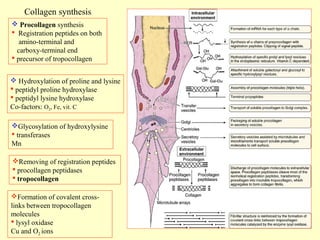 Collagen synthesis
 Procollagen synthesis
 Registration peptides on both
amino-terminal and
carboxy-terminal end
 precursor of tropocollagen
 Hydroxylation of proline and lysine
 peptidyl proline hydroxylase
 peptidyl lysine hydroxylase
Co-factors: O2, Fe, vit. C
Glycosylation of hydroxylysine
 transferases
Mn
Removing of registration peptides
 procollagen peptidases
 tropocollagen
Formation of covalent crosslinks between tropocollagen
molecules
 lysyl oxidase
Cu and O2 ions

 
