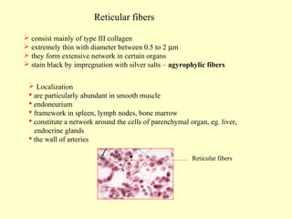 Reticular fibers
 consist mainly of type III collagen
 extremely thin with diameter between 0.5 to 2 µm
 they form extensive network in certain organs
 stain black by impregnation with silver salts – agyrophylic fibers
 Localization
 are particularly abundant in smooth muscle
 endoneurium
 framework in spleen, lymph nodes, bone marrow
 constitute a network around the cells of parenchymal organ, eg. liver,
endocrine glands
 the wall of arteries
Reticular fibers

 