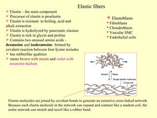 Elastic fibers
 Elastin – the main component
 Precursor of elastin is proelastin
 Elastin is resistant to boiling, acid and
alkali extraction
 Elastin is hydrolyzed by pancreatic elastase
 Elastin is rich in glycin and proline
 Contains two unusual amino acids –
desmosine and isodesmosine formed by
covalent reaction between four lysine resiudes
 has rubberlike qualities
 stains brown with orcein and violet with
resorcine-fuchsin

 Elastoblasts
 Fibroblasts
 Chondroblasts
 Vascular SMC
 Endothelial cells

Elastin molecules are joined by covalent bonds to generate an extensive cross-linked network.
Because each elastin molecule in the network can expand and contract like a random coil, the
entire network can stretch and recoil like a rubber band.

 
