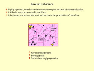 Ground substance
 highly hydrated, colorless and transparent complex mixture of macromolecules
 it fills the space between cells and fibers
 it is viscous and acts as lubricant and barrier to the penetration of invaders

 Glycosaminoglycans
 Proteoglycans
 Multiadhesive glycoproteins

 