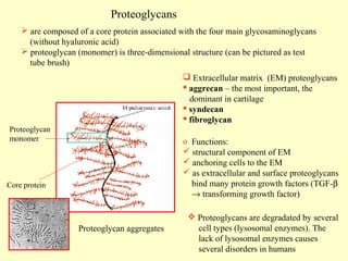 Proteoglycans
 are composed of a core protein associated with the four main glycosaminoglycans
(without hyaluronic acid)
 proteoglycan (monomer) is three-dimensional structure (can be pictured as test
tube brush)
 Extracellular matrix (EM) proteoglycans
 aggrecan – the most important, the
dominant in cartilage
 syndecan
 fibroglycan
Proteoglycan
monomer

o Functions:
 structural component of EM
 anchoring cells to the EM
 as extracellular and surface proteoglycans
bind many protein growth factors (TGF-β
→ transforming growth factor)

Core protein

Proteoglycan aggregates

 Proteoglycans are degradated by several
cell types (lysosomal enzymes). The
lack of lysosomal enzymes causes
several disorders in humans

 