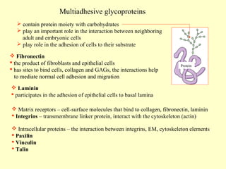 Multiadhesive glycoproteins
 contain protein moiety with carbohydrates
 play an important role in the interaction between neighboring
adult and embryonic cells
 play role in the adhesion of cells to their substrate
 Fibronectin
 the product of fibroblasts and epithelial cells
 has sites to bind cells, collagen and GAGs, the interactions help
to mediate normal cell adhesion and migration

Protein

 Laminin
 participates in the adhesion of epithelial cells to basal lamina
 Matrix receptors – cell-surface molecules that bind to collagen, fibronectin, laminin
 Integrins – transmembrane linker protein, interact with the cytoskeleton (actin)
 Intracellular proteins – the interaction between integrins, EM, cytoskeleton elements
 Paxilin
 Vinculin
 Talin

 