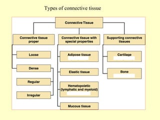 Types of connective tissue

 