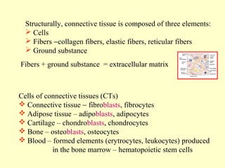 Structurally, connective tissue is composed of three elements:
 Cells
 Fibers −collagen fibers, elastic fibers, reticular fibers
 Ground substance
Fibers + ground substance = extracellular matrix

Cells of connective tissues (CTs)
 Connective tissue − fibroblasts, fibrocytes
 Adipose tissue – adipoblasts, adipocytes
 Cartilage – chondroblasts, chondrocytes
 Bone – osteoblasts, osteocytes
 Blood – formed elements (erytrocytes, leukocytes) produced
in the bone marrow – hematopoietic stem cells

 