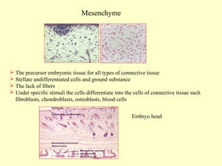 Mesenchyme

 The precursor embryonic tissue for all types of connective tissue
 Stellate undifferentiated cells and ground substance
 The lack of fibers
 Under specific stimuli the cells differentiate into the cells of connective tissue such
fibroblasts, chondroblasts, osteoblasts, blood cells
Embryo head

 