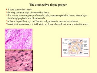 The connective tissue proper
 Loose connective tissue
 the very common type of connective tissue
 fills spaces between groups of muscle cells, supports epithelial tissue, forms layer
sheathing lymphatic and blood vessels.
 is found in papillary layer of dermis, in hypodermis, mucous membranes
 has delicate consistency, it is flexible, well vascularized, not very resistant to stress

 