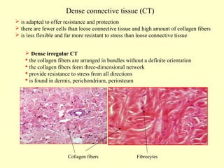 Dense connective tissue (CT)
 is adapted to offer resistance and protection
 there are fewer cells than loose connective tissue and high amount of collagen fibers
 is less flexible and far more resistant to stress than loose connective tissue
 Dense irregular CT
 the collagen fibers are arranged in bundles without a definite orientation
 the collagen fibers form three-dimensional network
 provide resistance to stress from all directions
 is found in dermis, perichondrium, periosteum

Collagen fibers

Fibrocytes

 
