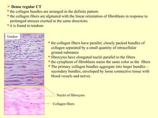  Dense regular CT
 the collagen bundles are arranged in the definite pattern
 the collagen fibers are alginated with the linear orientation of fibroblasts in response to
prolonged stresses exerted in the same directions
 it is found in tendons
Tendon

 the collagen fibers have parallel, closely packed bundles of
collagen separated by a small quantity of intracellular
ground substance
 fibrocytes have elongated nuclei parallel to the fibers
 the cytoplasm of fibroblasts stains the same color as the fibers
 The primary collagen bundles aggregate into larger bundles –
secondary bundles, enveloped by loose connective tissue with
blood vessels and nerves

Nuclei of fibrocytes
Collagen fibers

 