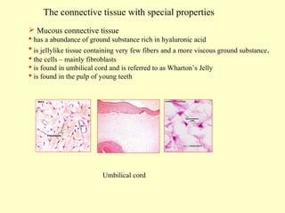 The connective tissue with special properties
 Mucous connective tissue
 has a abundance of ground substance rich in hyaluronic acid
 is jellylike tissue containing very few fibers and a more viscous ground substance.
 the cells – mainly fibroblasts
 is found in umbilical cord and is referred to as Wharton’s Jelly
 is found in the pulp of young teeth

Umbilical cord

 