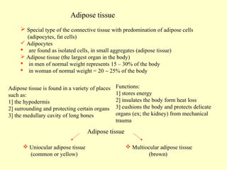 Adipose tissue
 Special type of the connective tissue with predomination of adipose cells
(adipocytes, fat cells)
 Adipocytes
 are found as isolated cells, in small aggregates (adipose tissue)
 Adipose tissue (the largest organ in the body)
 in men of normal weight represents 15 – 30% of the body
 in woman of normal weight = 20 − 25% of the body
Adipose tissue is found in a variety of places
such as:
1] the hypodermis
2] surrounding and protecting certain organs
3] the medullary cavity of long bones

Functions:
1] stores energy
2] insulates the body form heat loss
3] cushions the body and protects delicate
organs (ex; the kidney) from mechanical
trauma

Adipose tissue
 Uniocular adipose tissue
(common or yellow)

 Multiocular adipose tissue
(brown)

 