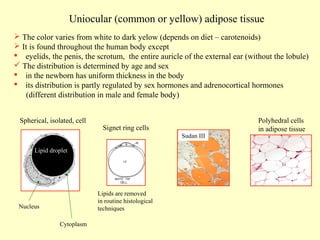 Uniocular (common or yellow) adipose tissue
 The color varies from white to dark yelow (depends on diet – carotenoids)
 It is found throughout the human body except
 eyelids, the penis, the scrotum, the entire auricle of the external ear (without the lobule)
 The distribution is determined by age and sex
 in the newborn has uniform thickness in the body
 its distribution is partly regulated by sex hormones and adrenocortical hormones
(different distribution in male and female body)
Spherical, isolated, cell

Signet ring cells
Sudan III

Lipid droplet

Lipids are removed
in routine histological
techniques

Nucleus
Cytoplasm

Polyhedral cells
in adipose tissue

 
