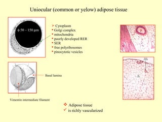 Uniocular (common or yelow) adipose tissue
 Cytoplasm
 Golgi complex
 mitochondria
 poorly developed RER
 SER
 free polyribosomes
 pinocytotic vesicles

φ 50 – 150 µm

Basal lamina

Vimentin intermediate filament

 Adipose tissue
 is richly vascularized

 