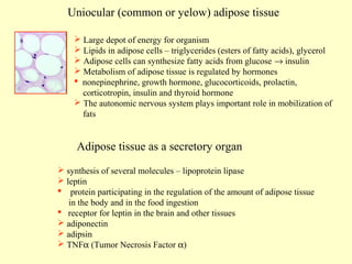 Uniocular (common or yelow) adipose tissue
 Large depot of energy for organism
 Lipids in adipose cells – triglycerides (esters of fatty acids), glycerol
 Adipose cells can synthesize fatty acids from glucose → insulin
 Metabolism of adipose tissue is regulated by hormones
 nonepinephrine, growth hormone, glucocorticoids, prolactin,
corticotropin, insulin and thyroid hormone
 The autonomic nervous system plays important role in mobilization of
fats

Adipose tissue as a secretory organ
 synthesis of several molecules – lipoprotein lipase
 leptin
 protein participating in the regulation of the amount of adipose tissue
in the body and in the food ingestion
 receptor for leptin in the brain and other tissues
 adiponectin
 adipsin
 TNFα (Tumor Necrosis Factor α)

 