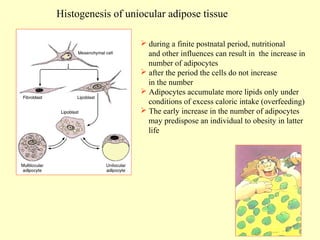 Histogenesis of uniocular adipose tissue
 during a finite postnatal period, nutritional
and other influences can result in the increase in
number of adipocytes
 after the period the cells do not increase
in the number
 Adipocytes accumulate more lipids only under
conditions of excess caloric intake (overfeeding)
 The early increase in the number of adipocytes
may predispose an individual to obesity in latter
life

 
