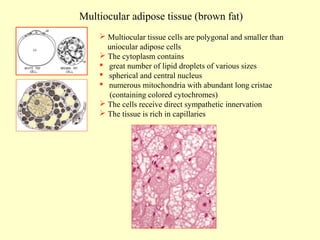 Multiocular adipose tissue (brown fat)
 Multiocular tissue cells are polygonal and smaller than
uniocular adipose cells
 The cytoplasm contains
 great number of lipid droplets of various sizes
 spherical and central nucleus
 numerous mitochondria with abundant long cristae
(containing colored cytochromes)
 The cells receive direct sympathetic innervation
 The tissue is rich in capillaries

 