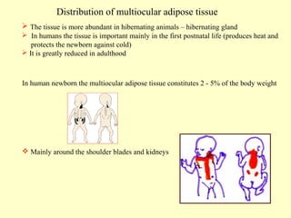 Distribution of multiocular adipose tissue
 The tissue is more abundant in hibernating animals – hibernating gland
 In humans the tissue is important mainly in the first postnatal life (produces heat and
protects the newborn against cold)
 It is greatly reduced in adulthood

In human newborn the multiocular adipose tissue constitutes 2 - 5% of the body weight

 Mainly around the shoulder blades and kidneys

 