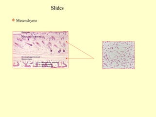 Slides
 Mesenchyme

 