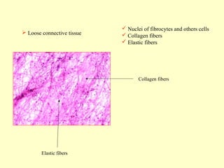  Loose connective tissue

 Nuclei of fibrocytes and others cells
 Collagen fibers
 Elastic fibers

Collagen fibers

Elastic fibers

 