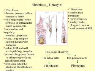 Fibroblasts _ Fibrocytes
 Fibroblasts
 the most common cells in
connective tissue
 cells responsible for the
synthesis of extracelullar
matrix components
 an abundant and
irregularly
branched cytoplasm
 ovoid, large and pale
staining nucleus with
nucleolus
 rich in RER and well
developed Golgi complex
 produce the growth factors
→ influence growth and
cells differentiation
 proliferate when the
additional fibroblasts are

 Fibrocytes
 smaller than
fibroblasts
 fewer processes
 smaller, darker,
elongated nucleus
 small amount of RER

Two stages of activity
The active cells

↓
Fibroblasts

The quiescent cells

↓
Fibrocytes

 